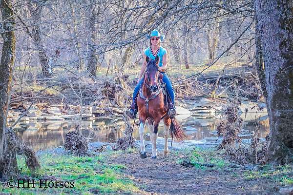 endurance-spotted-saddle-horse