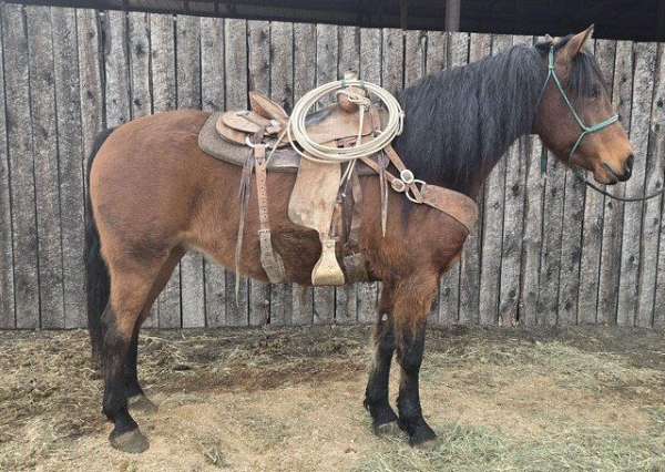 all-around-morgan-horse