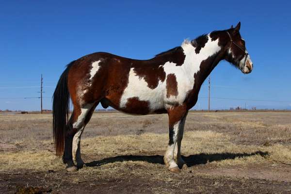 all-around-draft-horse