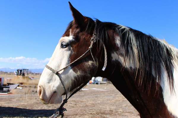 beginner-draft-horse