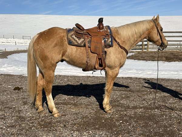 all-around-draft-horse