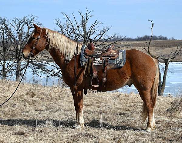 all-around-draft-horse