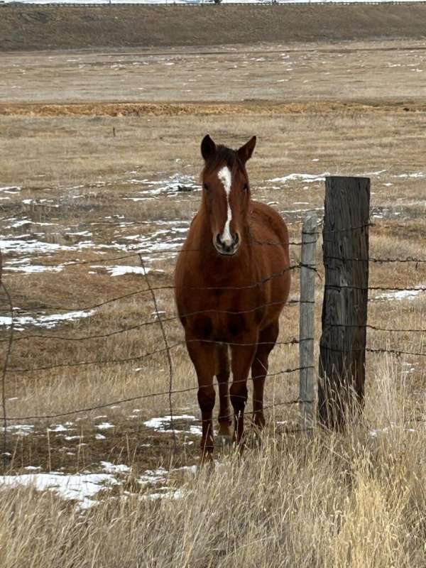 all-around-quarter-horse