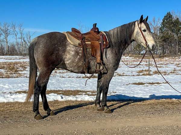 all-around-quarter-horse