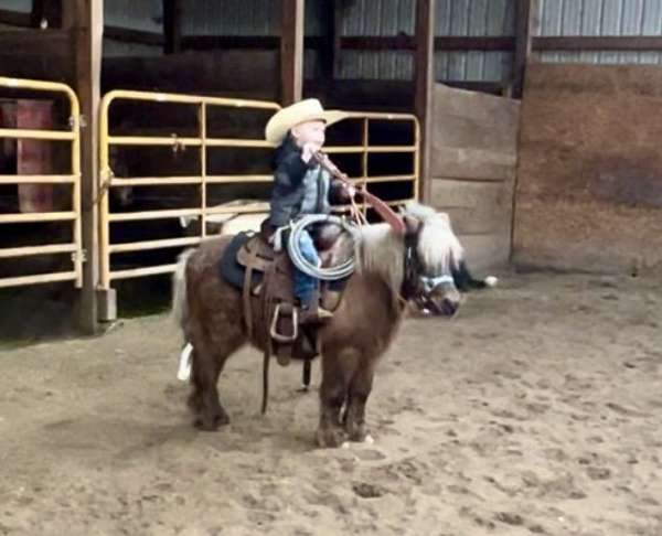 chestnut-roan-pony-gelding