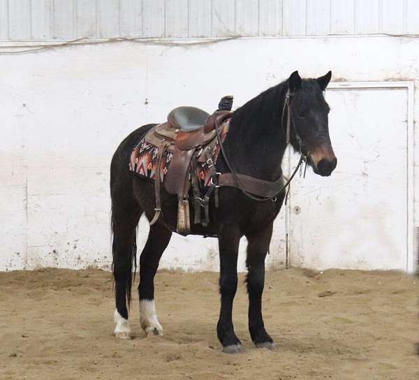 all-around-draft-horse