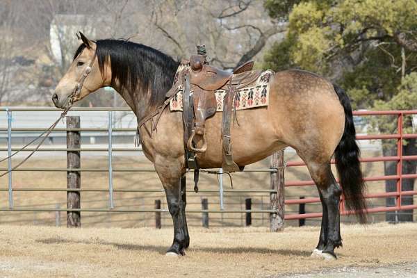 harness-draft-quarter-horse