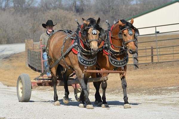 buckskin-draft-quarter-horse-mare