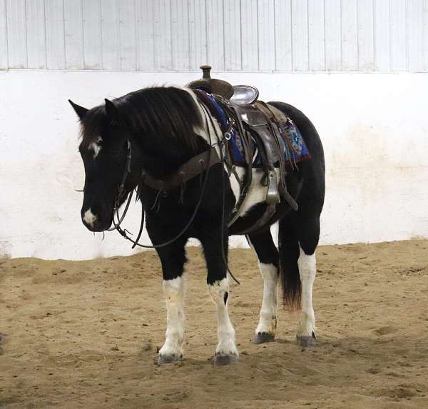 all-around-draft-horse