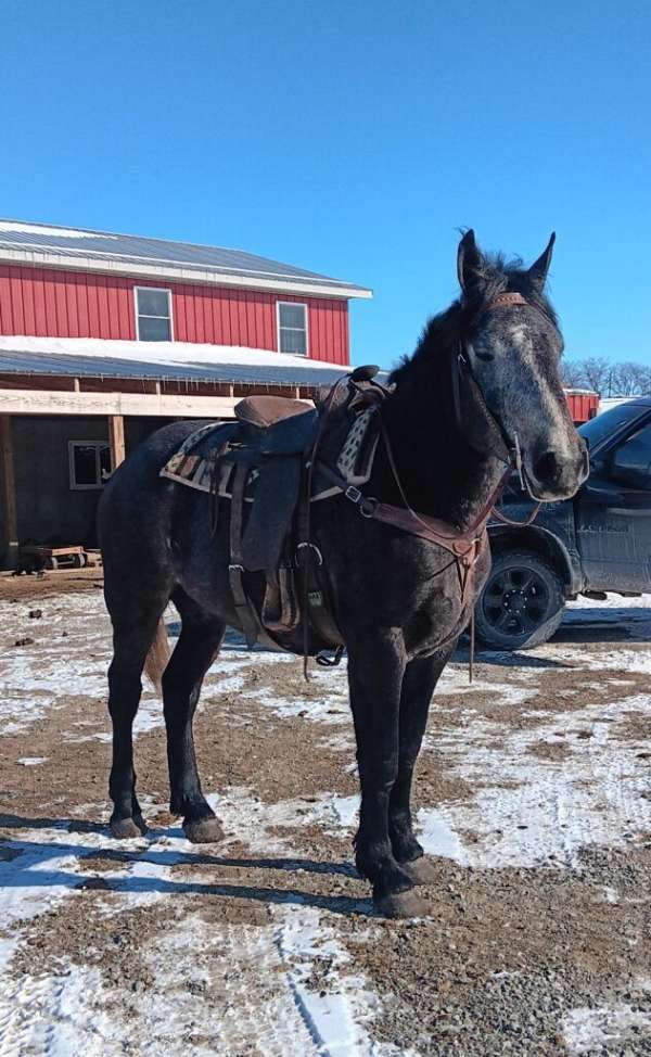 all-around-percheron-horse