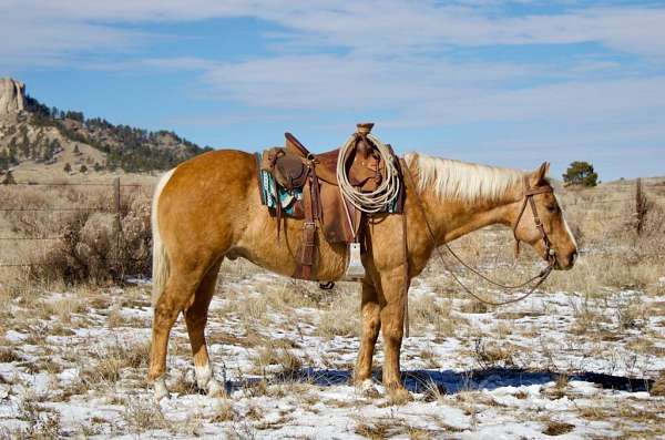 all-around-quarter-horse