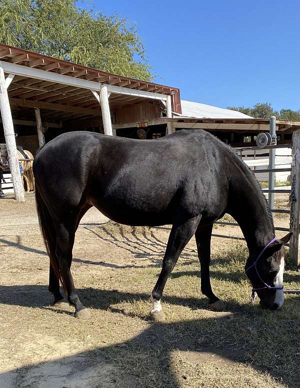 thoroughbred-horse-for-sale