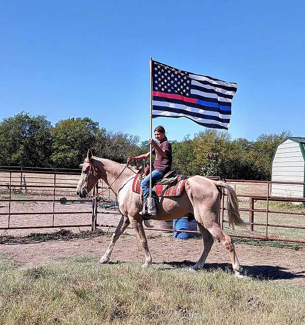 beginner-missouri-fox-trotter-horse