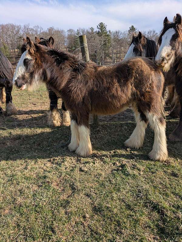 all-around-gypsy-vanner-horse