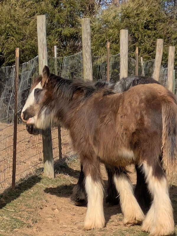 coming-yearling-gypsy-vanner-horse