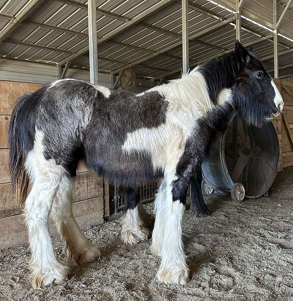 gypsy-vanner-filly