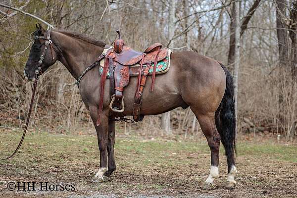 beginner-safe-quarter-horse