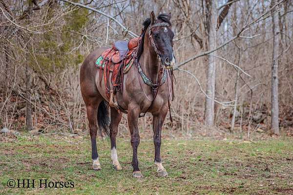 family-horse-quarter