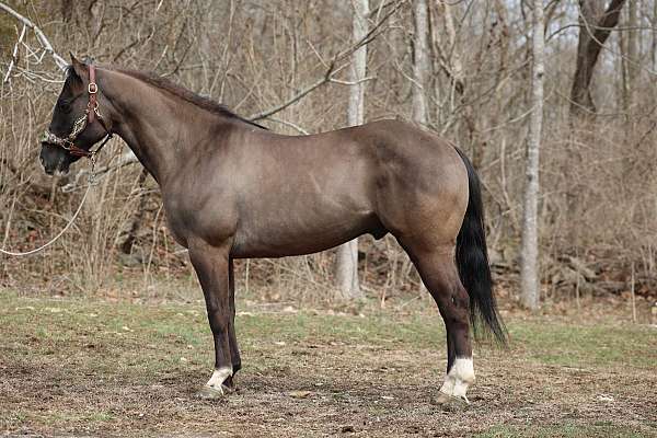 trail-quarter-horse