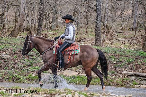 all-around-quarter-horse