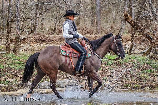 athletic-quarter-horse