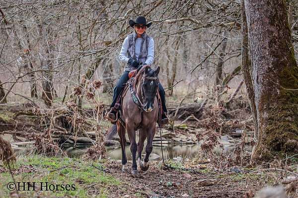 husband-safe-quarter-horse