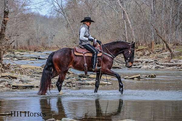 quarter-horse