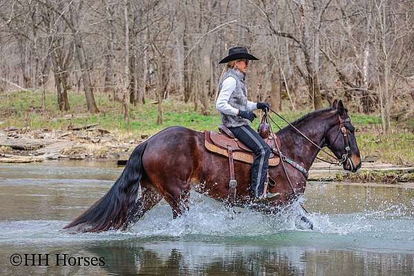 ranch-work-quarter-horse