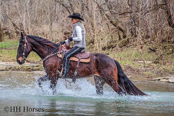 beginner-safe-quarter-horse