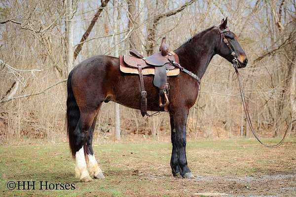 trail-quarter-horse