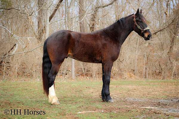 friesian-quarter-horse