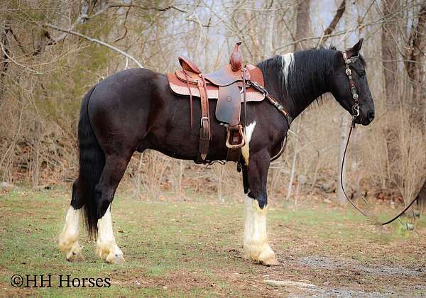 draft-friesian-horse