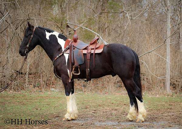 friesian-sport-horse