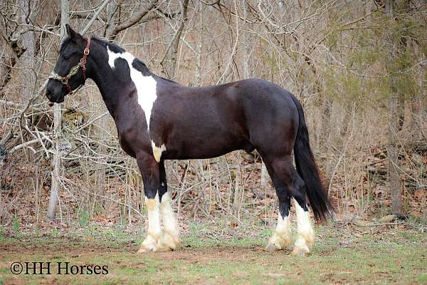 trail-friesian-horse