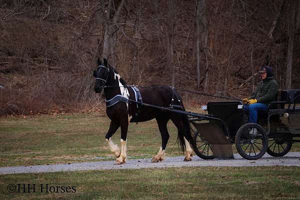 beginner-friesian-horse