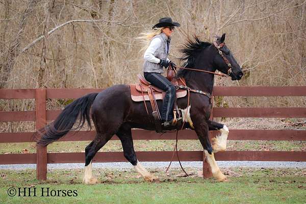 experienced-friesian-horse