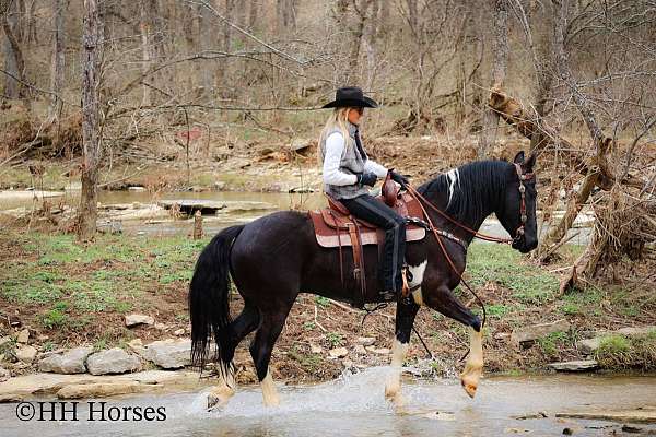 husband-safe-friesian-horse