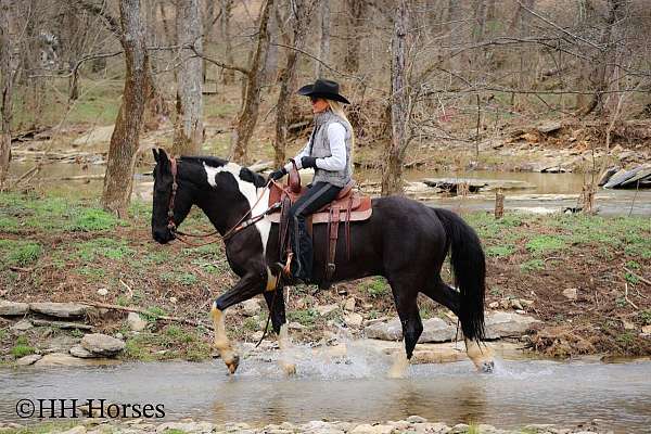 kid-safe-friesian-horse