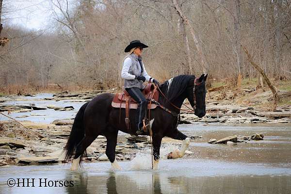 ranch-friesian-horse