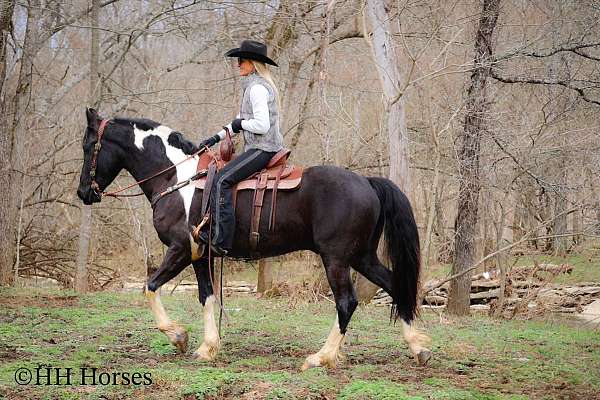 ranch-versatility-friesian-horse