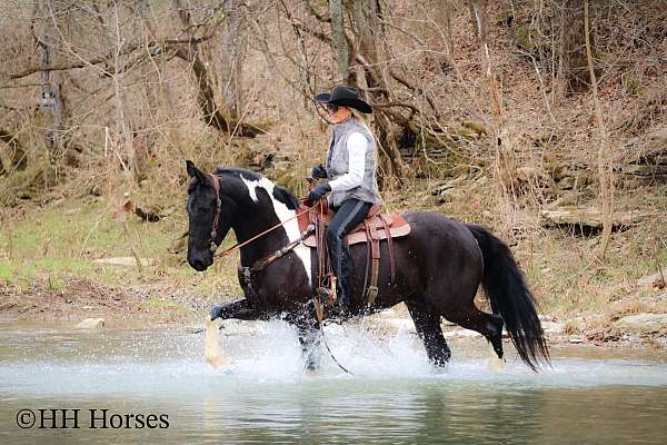 ranch-work-friesian-horse