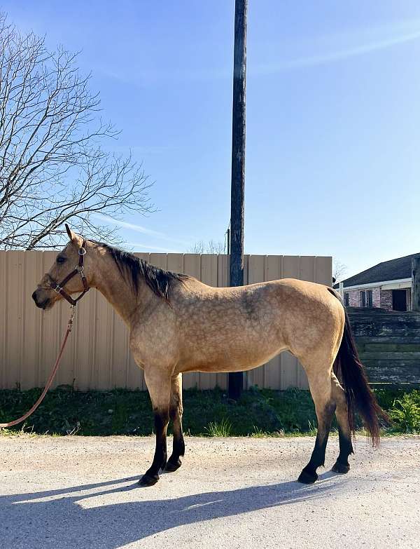 all-around-athletic-quarter-horse