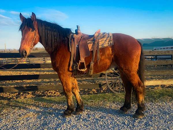 all-around-percheron-horse