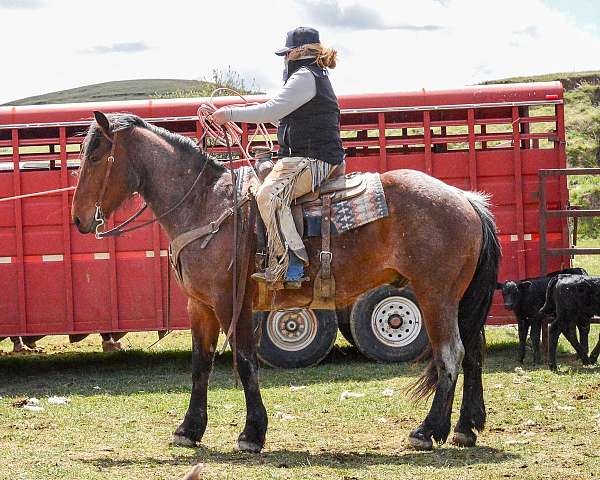 all-around-draft-horse