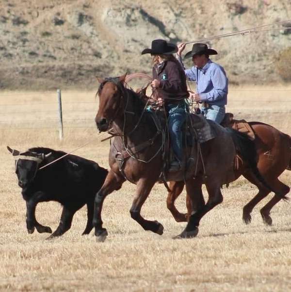 draft-horse