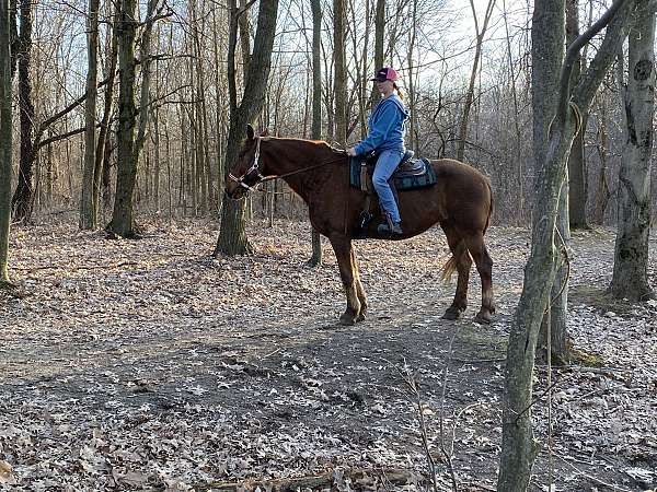 all-around-draft-horse