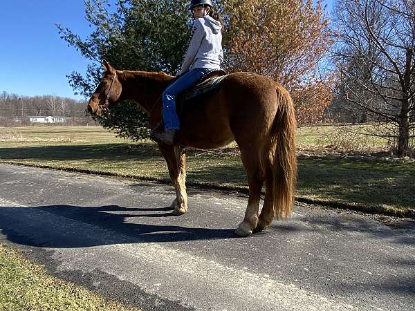 beginner-draft-horse