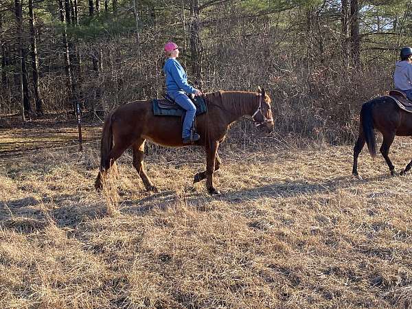 breeding-draft-horse