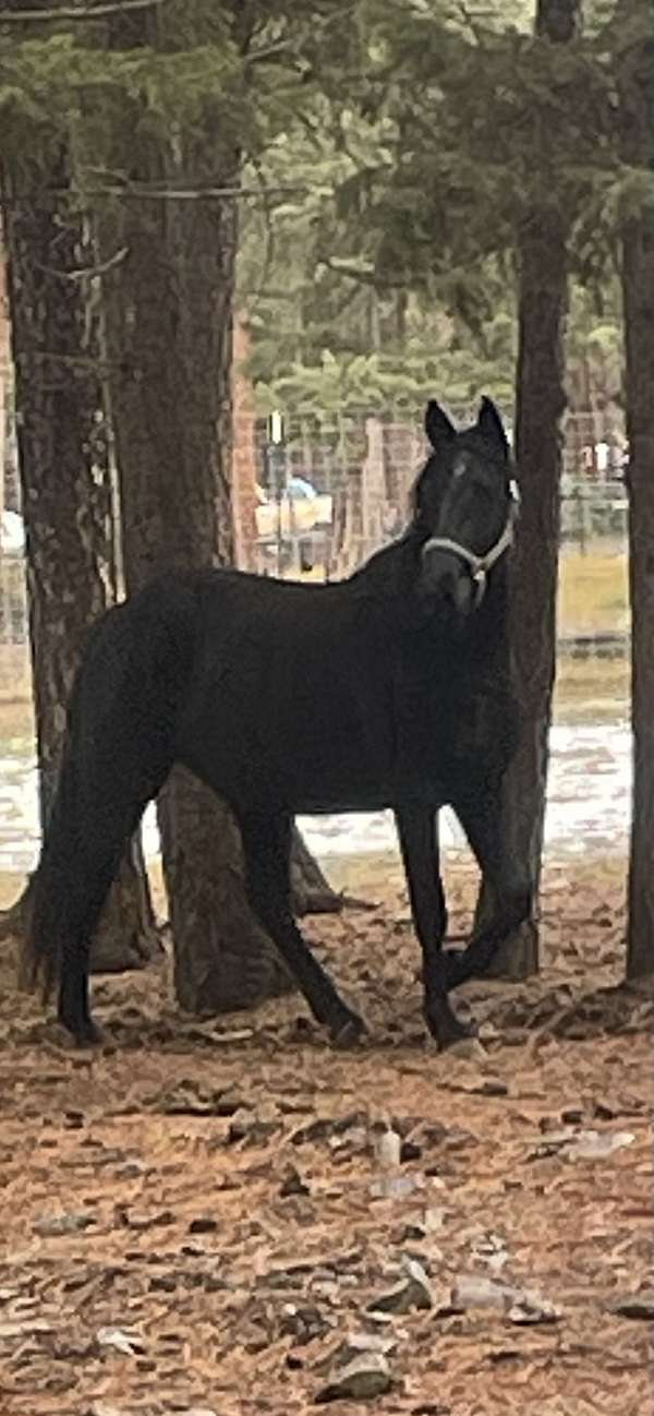 black-hind-coronet-horse