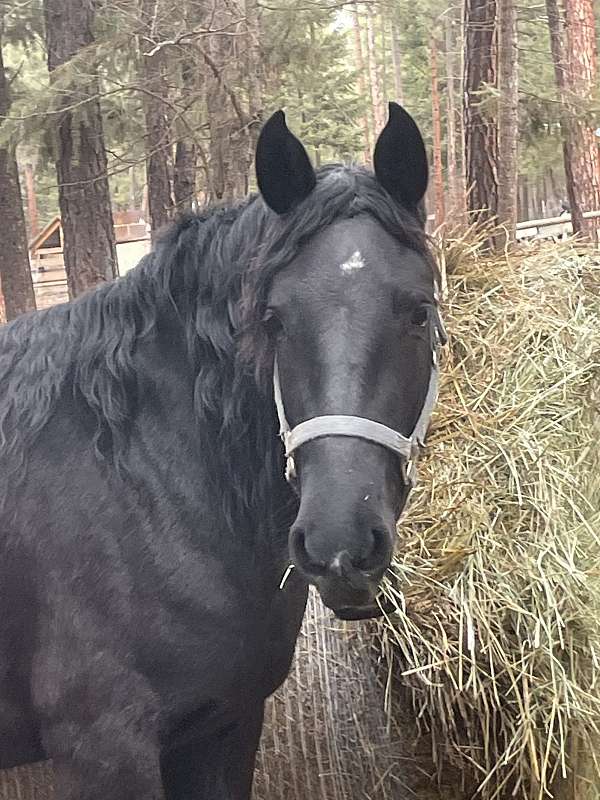 fancy-andalusian-horse